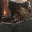 Metallica dog visits stadium 1600x900